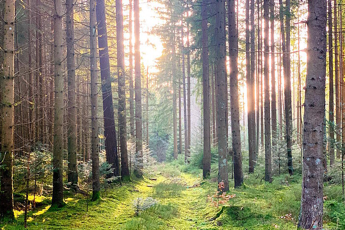 mit Moos bewachsener Waldweg mit Sonnenschein