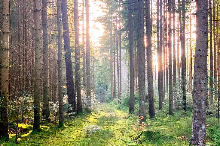 Koenigsfeld_Wanderung_MacDonald_web