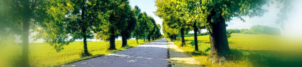 Allee von Berthelsdorf nach Herrnhut