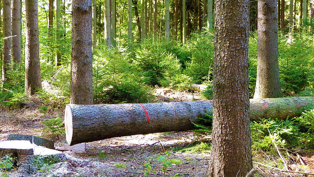 nachhaltige_Waldbewirtschaftung