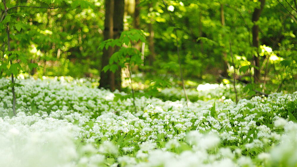 Wald_und_Baerlauch