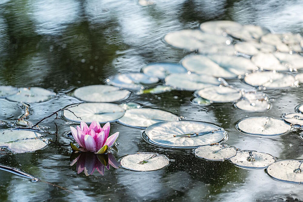 Bild einer pinken Seerose (Foto von Sophia Korzen)