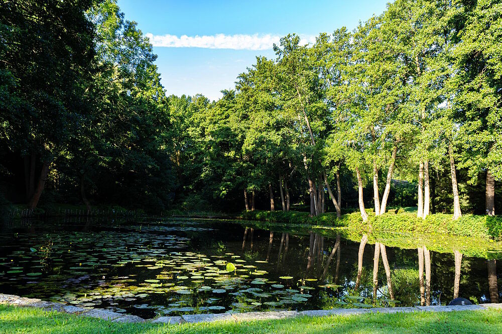 Ein Teich mit Seerosen umgeben von Bäumen (Foto von Sophia Korzen)