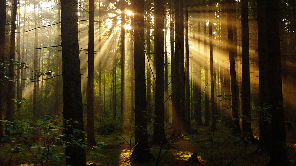 Wald_mit_Sonne