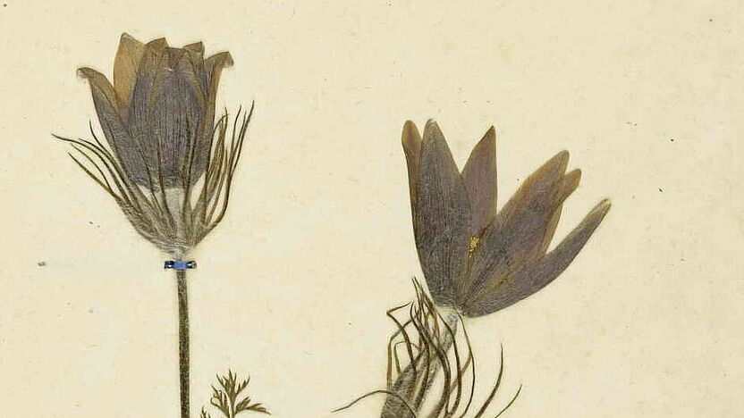 Abb. 3: Herbarbeleg von Anemone Pulsatilla (Herbarium der Technischen Universität Dresden – DR024129)