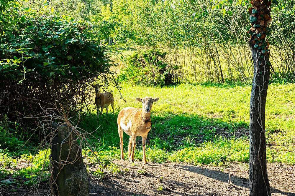 zwei Schafe auf einer Wiese zwischen Bäumen (Foto von Sophia Korzen)