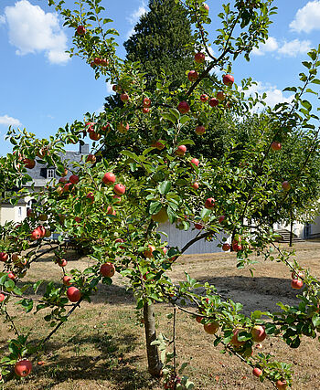 oek_Apfelbaum_DSC8993_web