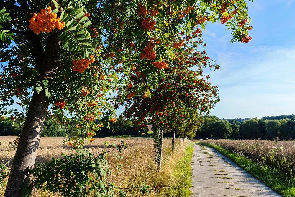 ein mit Betonplatten ausgelegter Feldweg; am rechten Bildrand ein Baum mit orangen kleinen Beeren (Foto von Sophia Korzen)